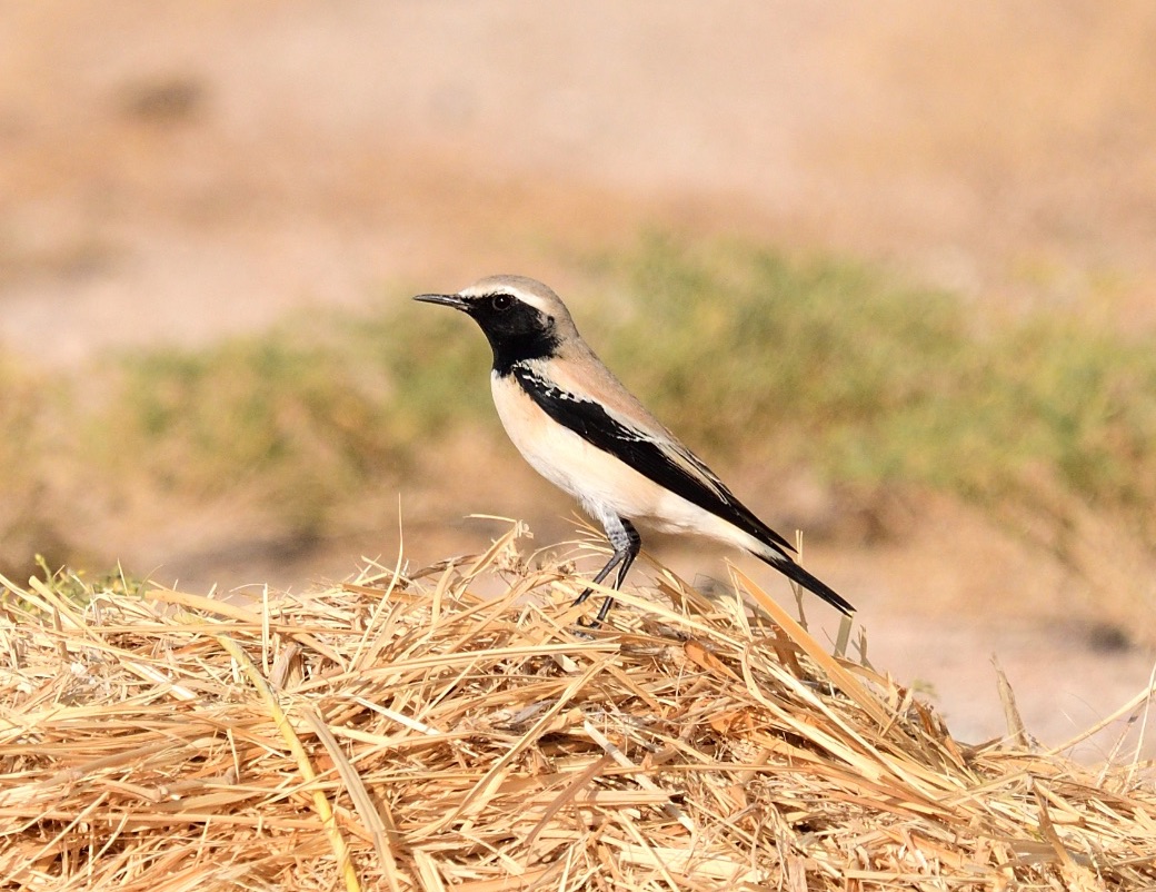 Desert Wheatear