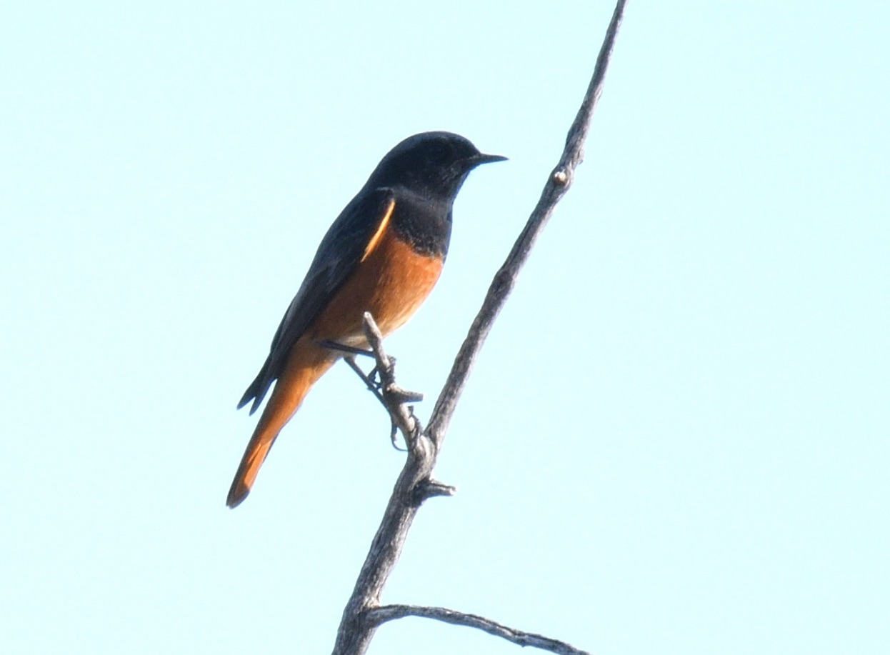 Eastern Black Redstart
