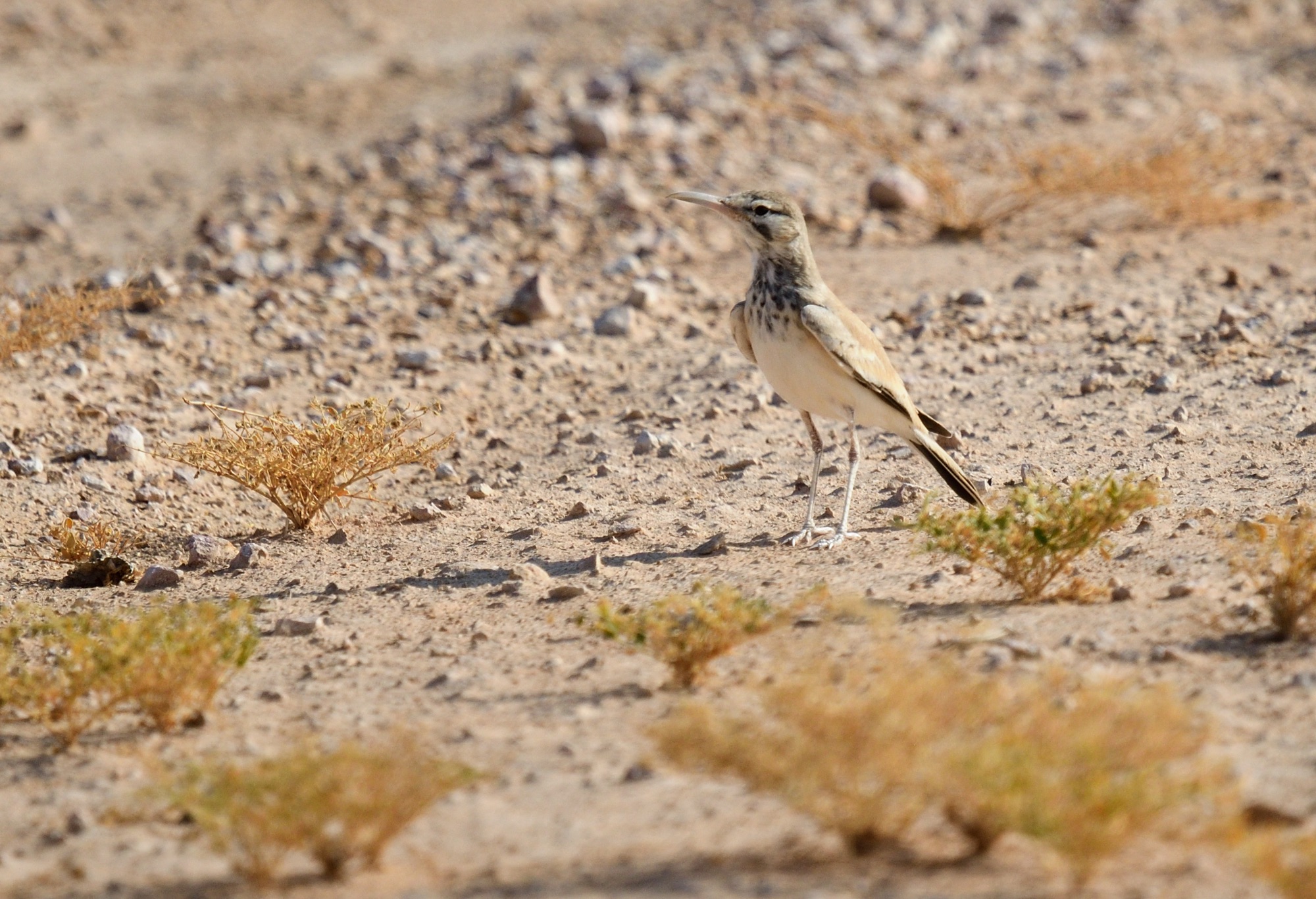 Greater Hoopoe Lark