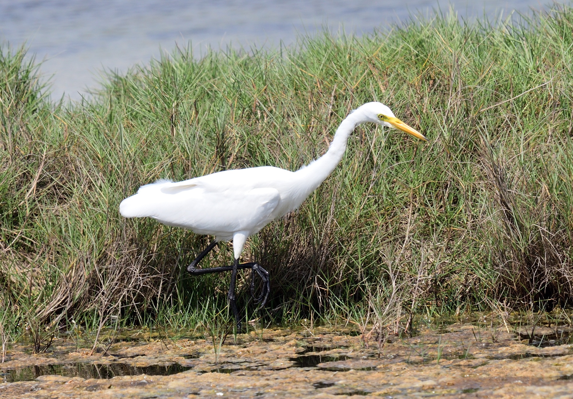 medium egret