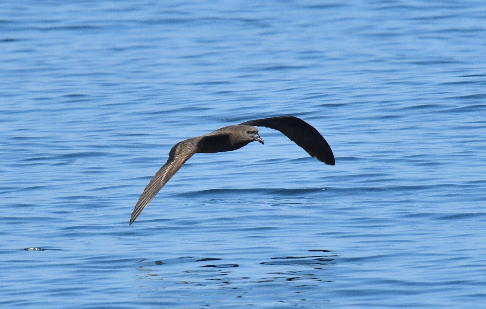 Jouanin's Petrel