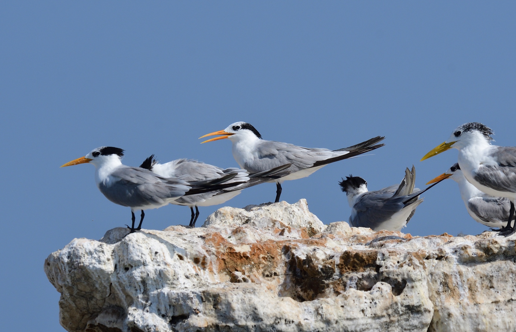 lesser crested tern