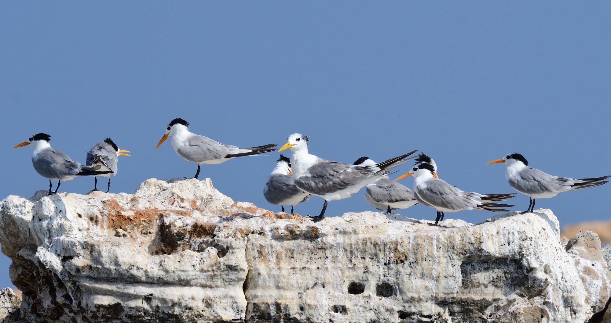 great crested tern