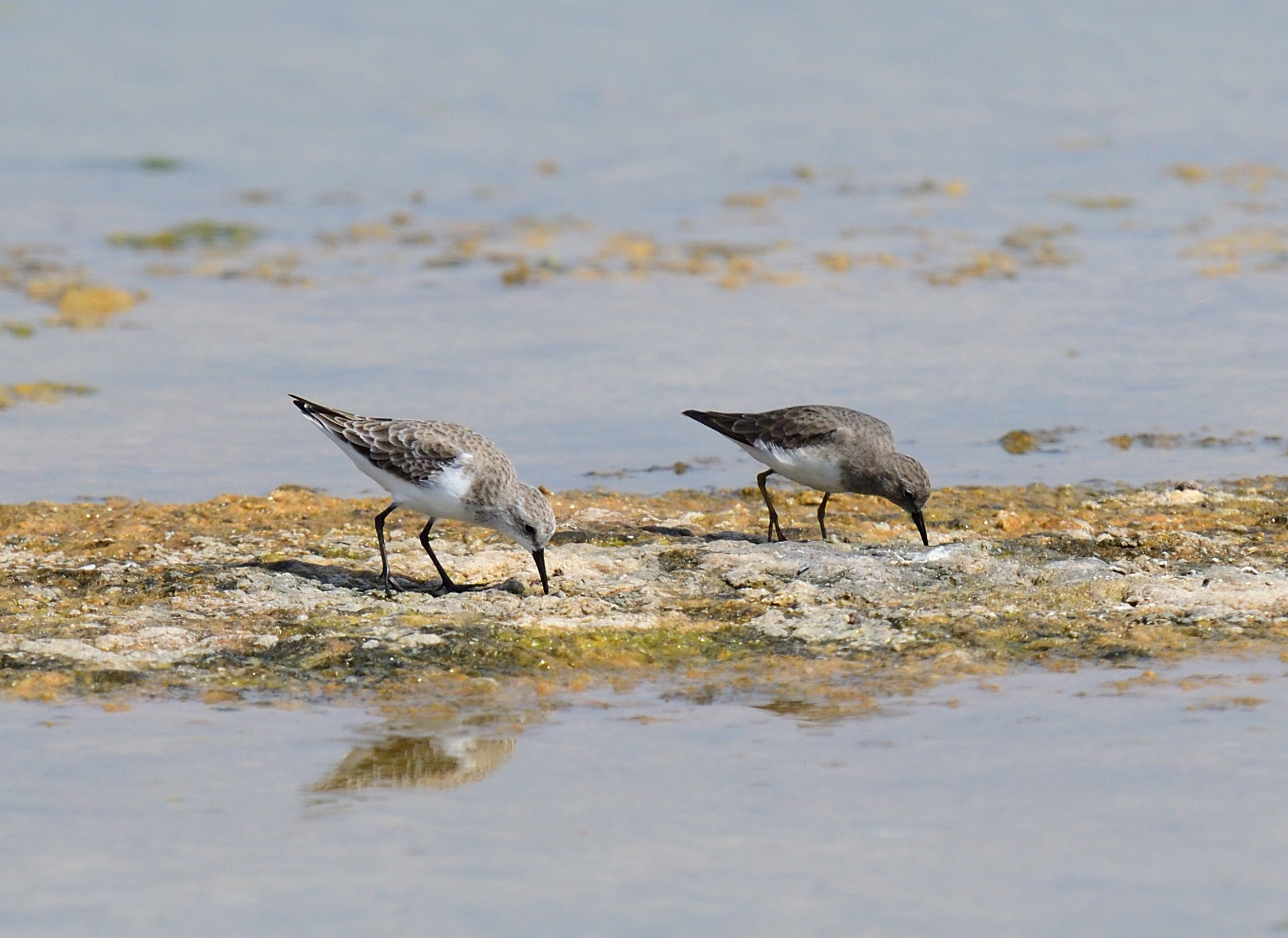 little stint