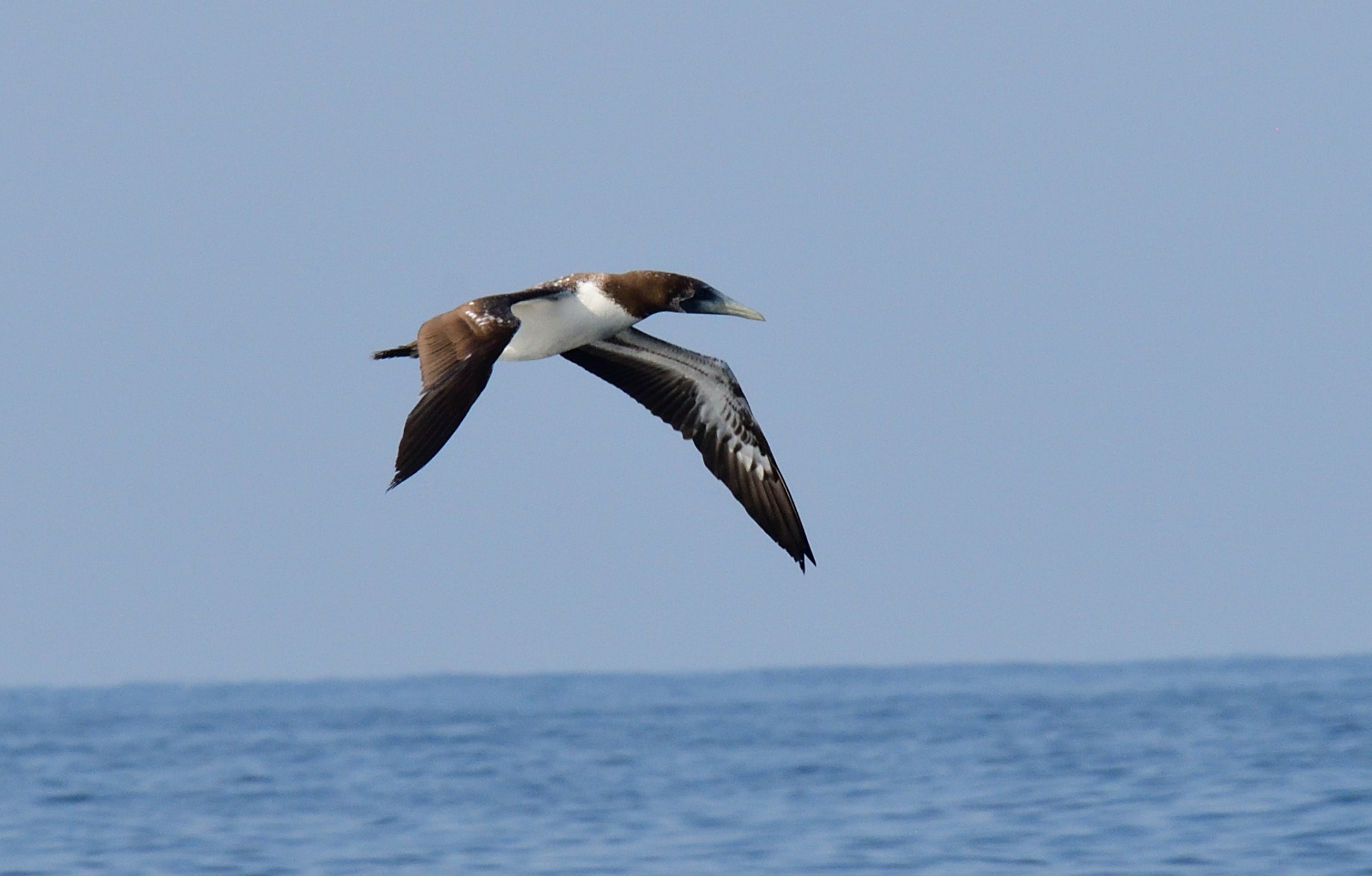 masked booby