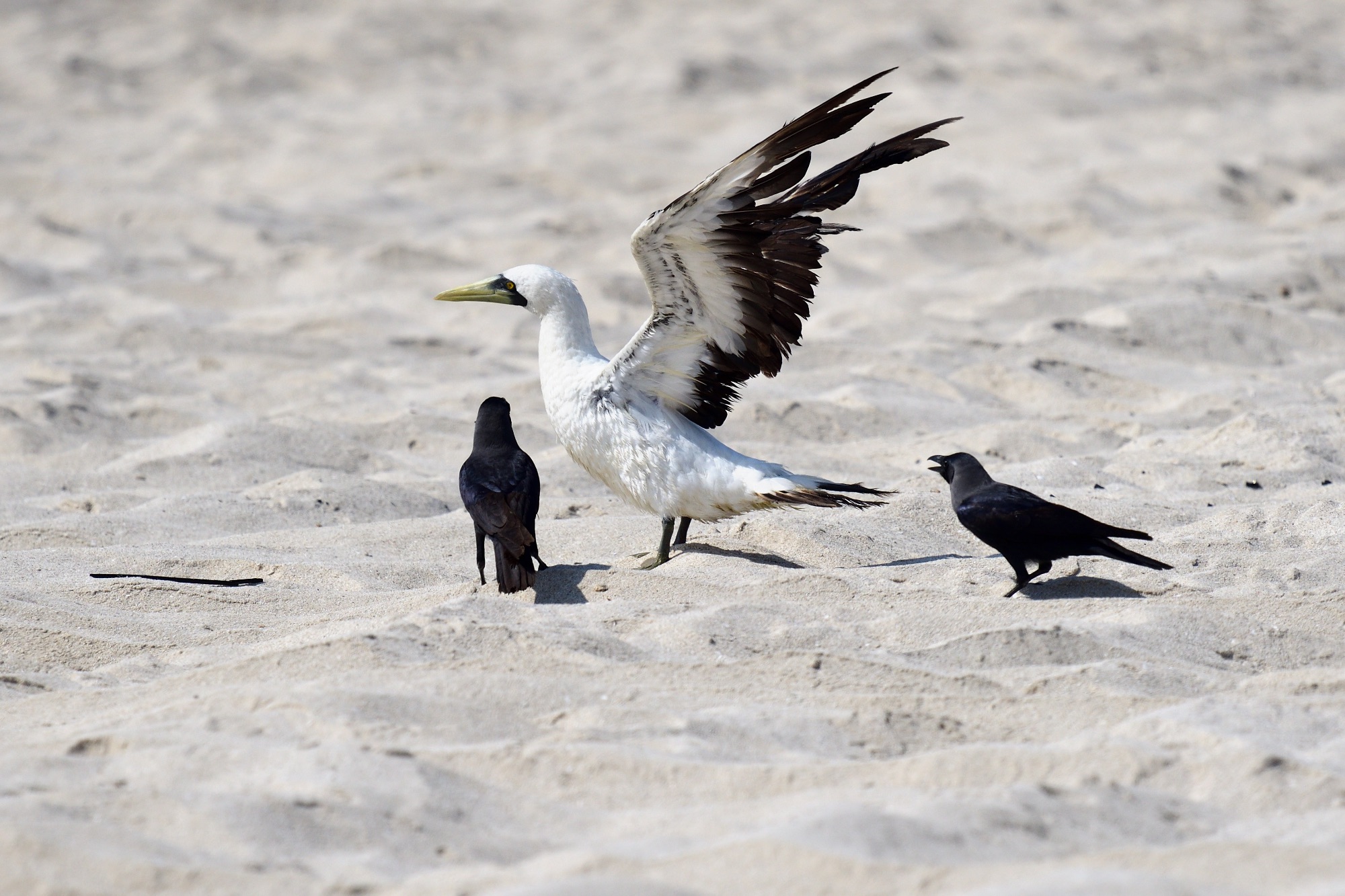 masked booby