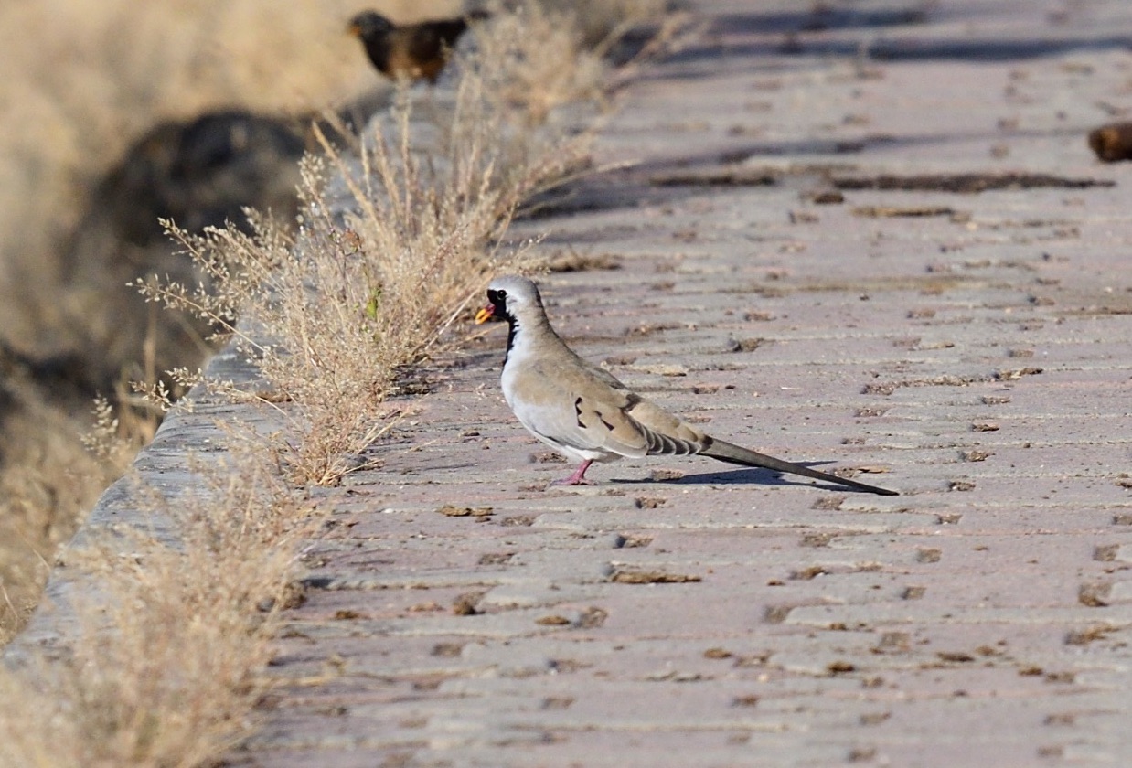 namaqua dove