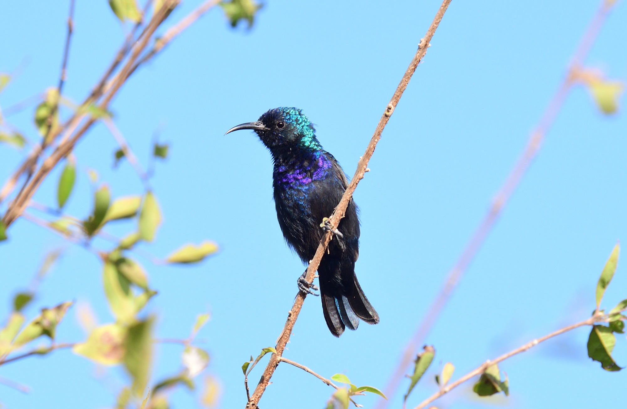 palestine sunbird