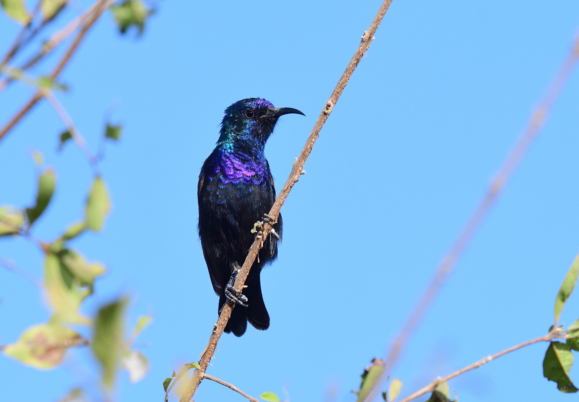 palestine sunbird