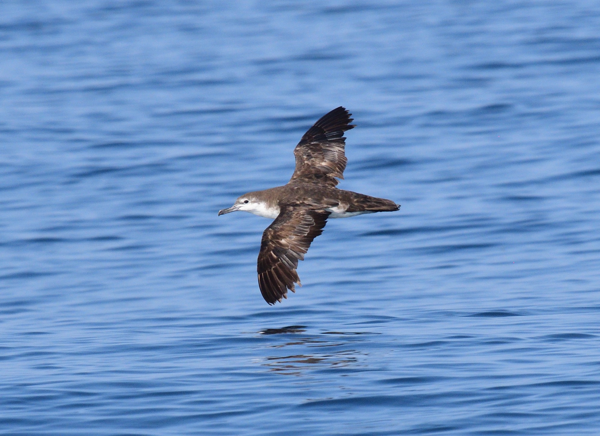 Persian Shearwater