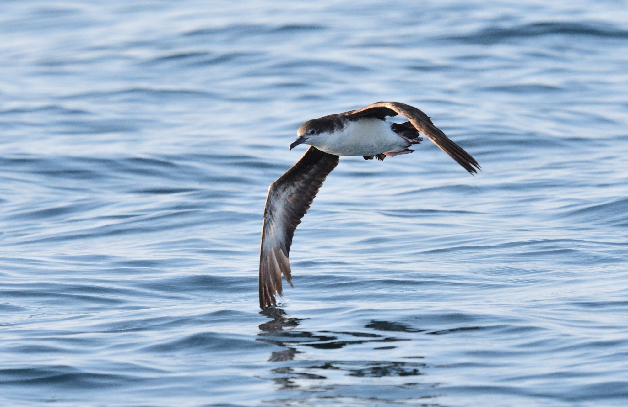 Persian Shearwater
