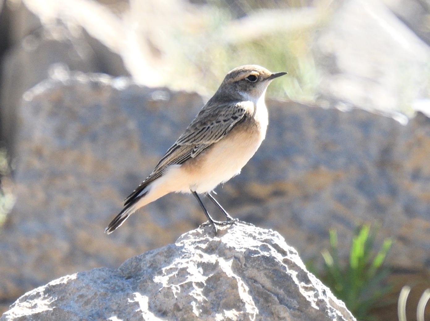 pied wheatear