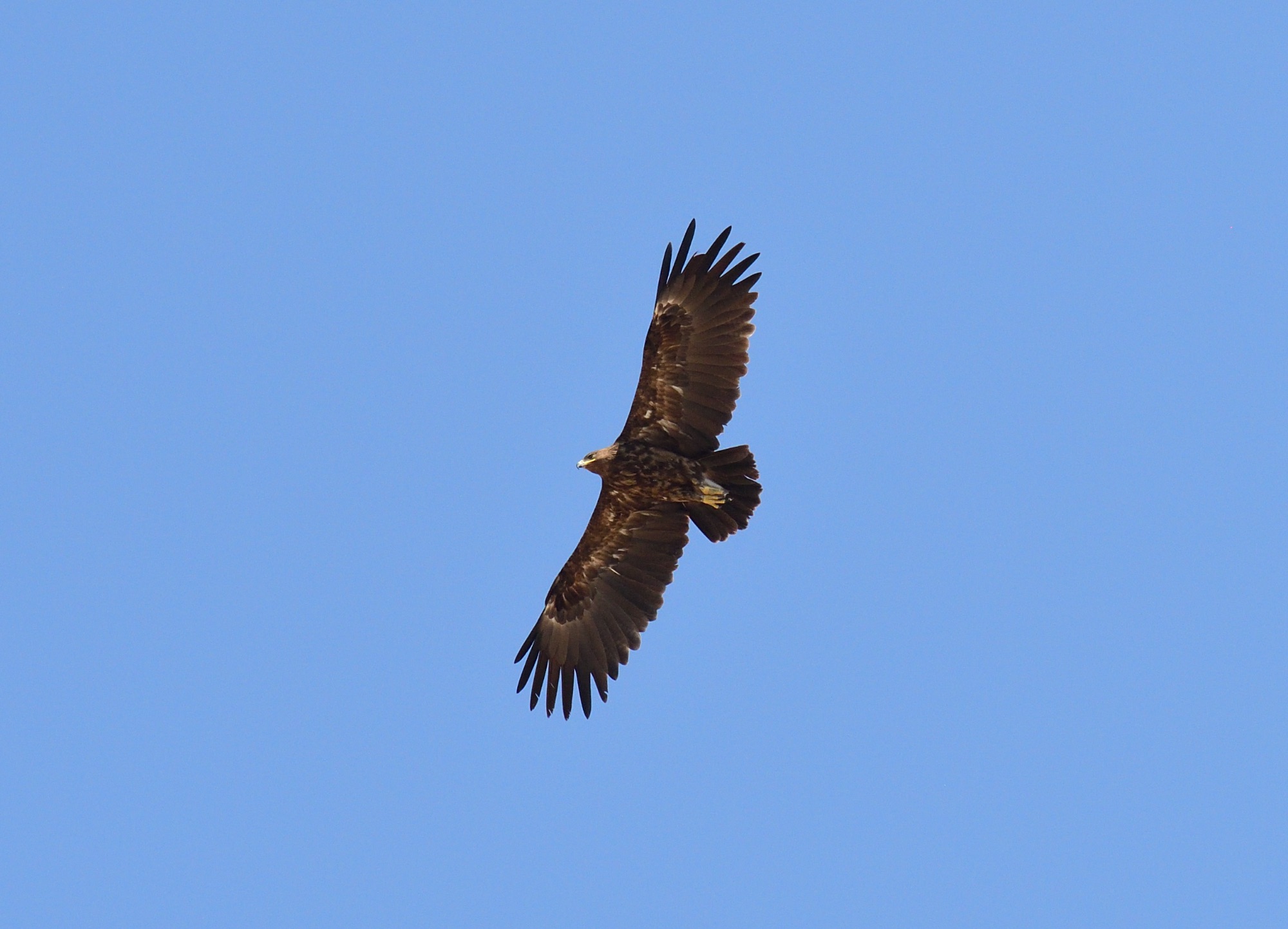steppe eagle