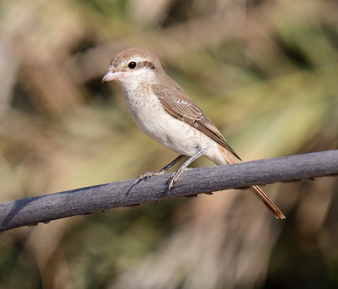 turkestan shrike