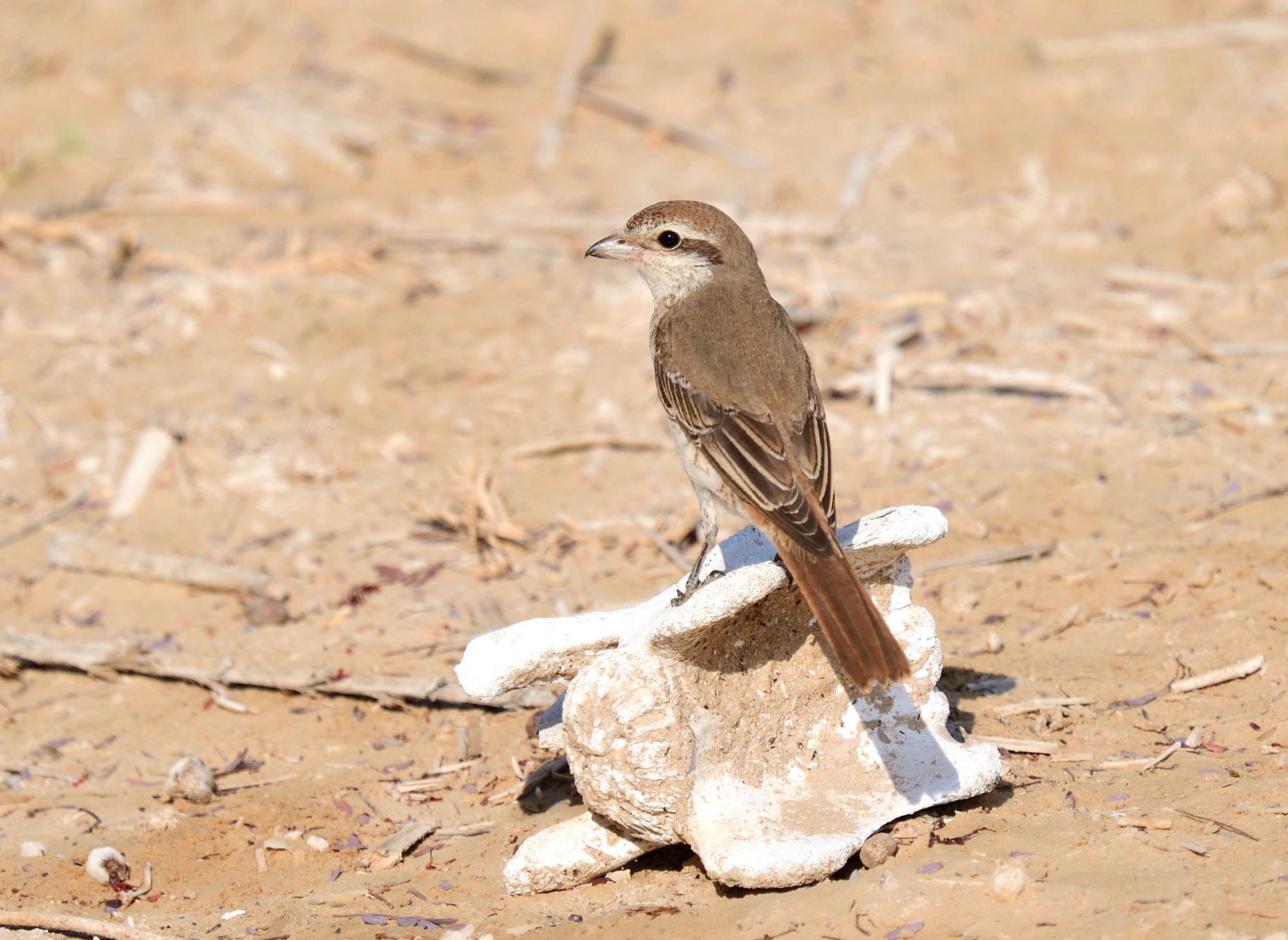 turkestan shrike