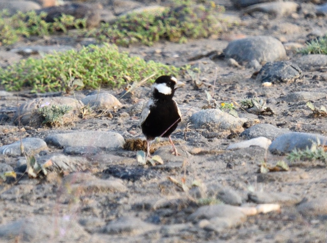 Black-crowned Sparrow-Lark