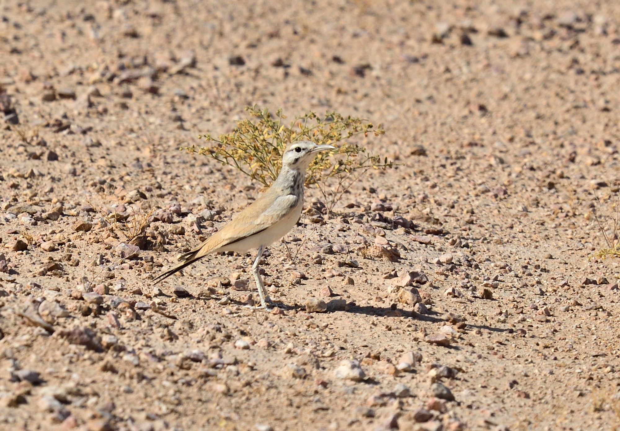 Greater Hoopoe Lark
