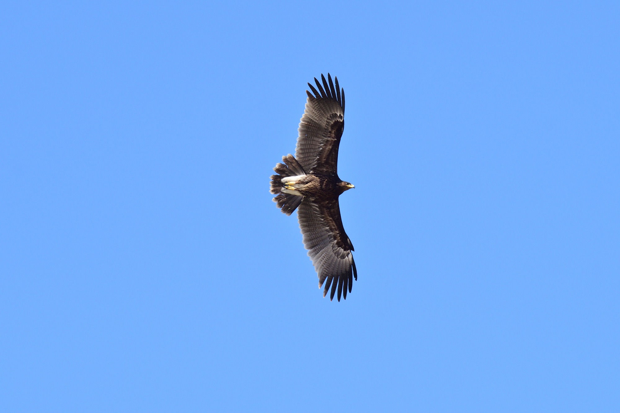 greater spotted eagle