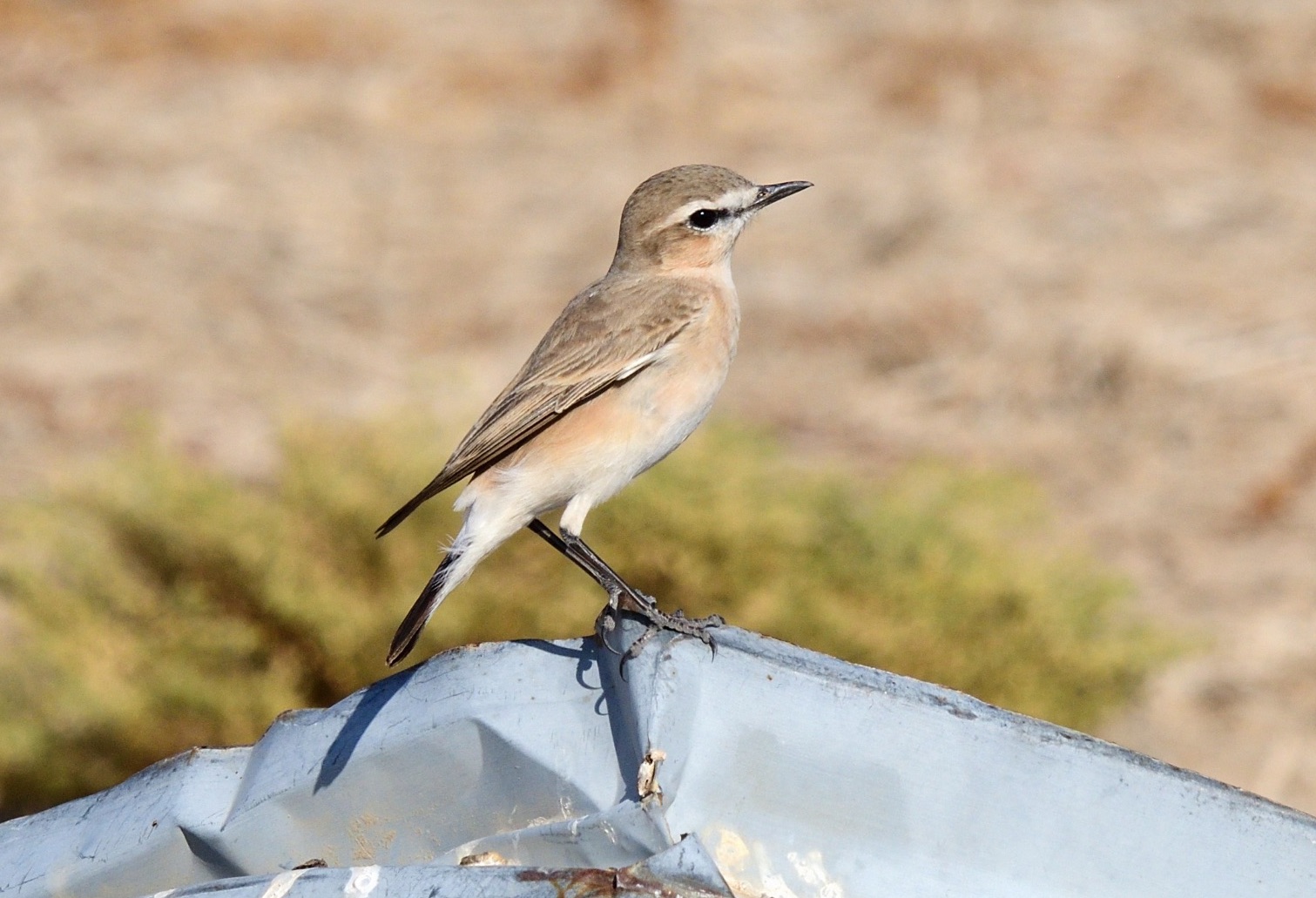 Isabelline Wheatear