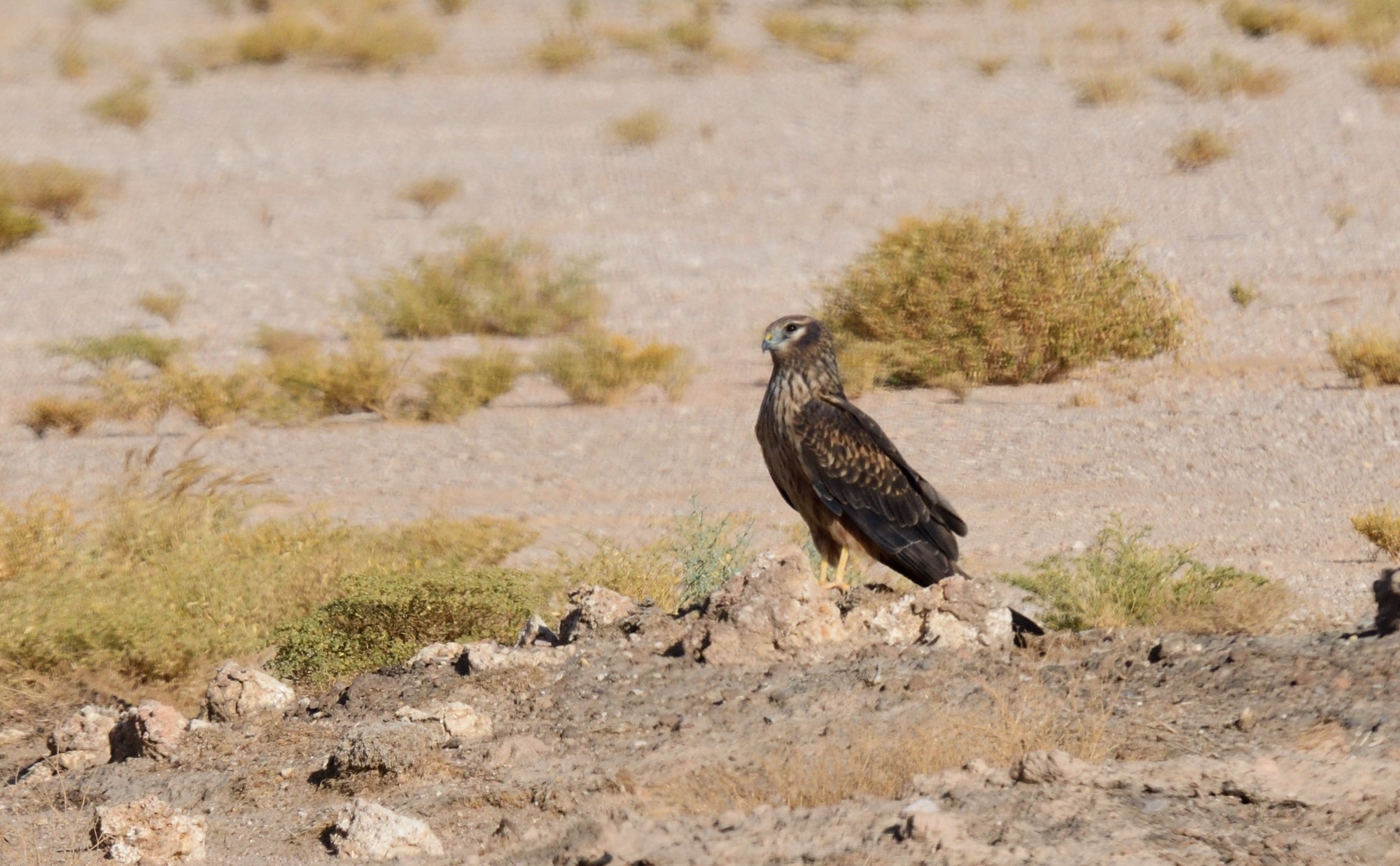 montagu's harrier