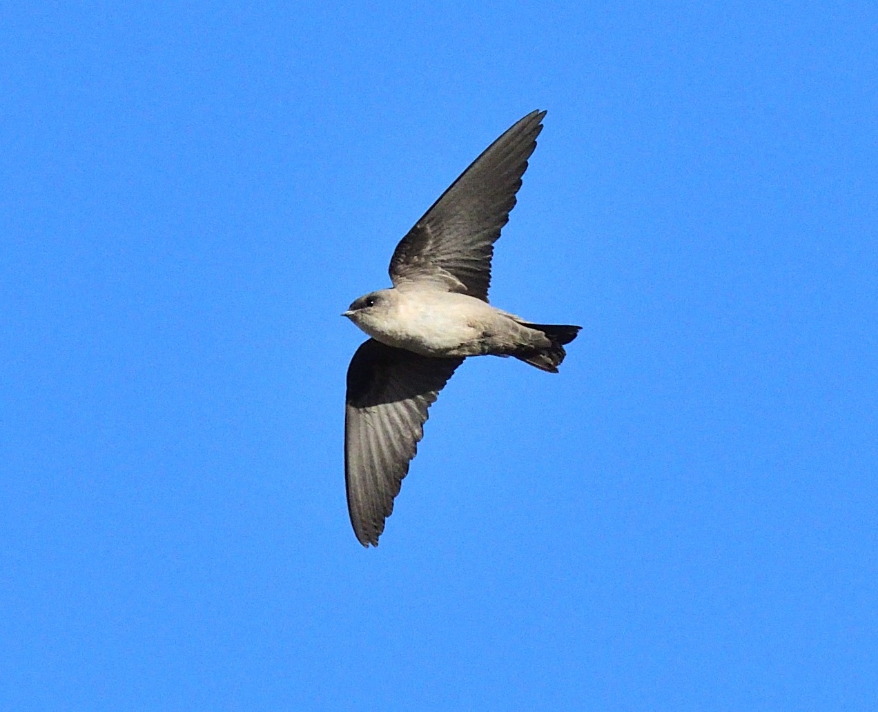 pale crag martin
