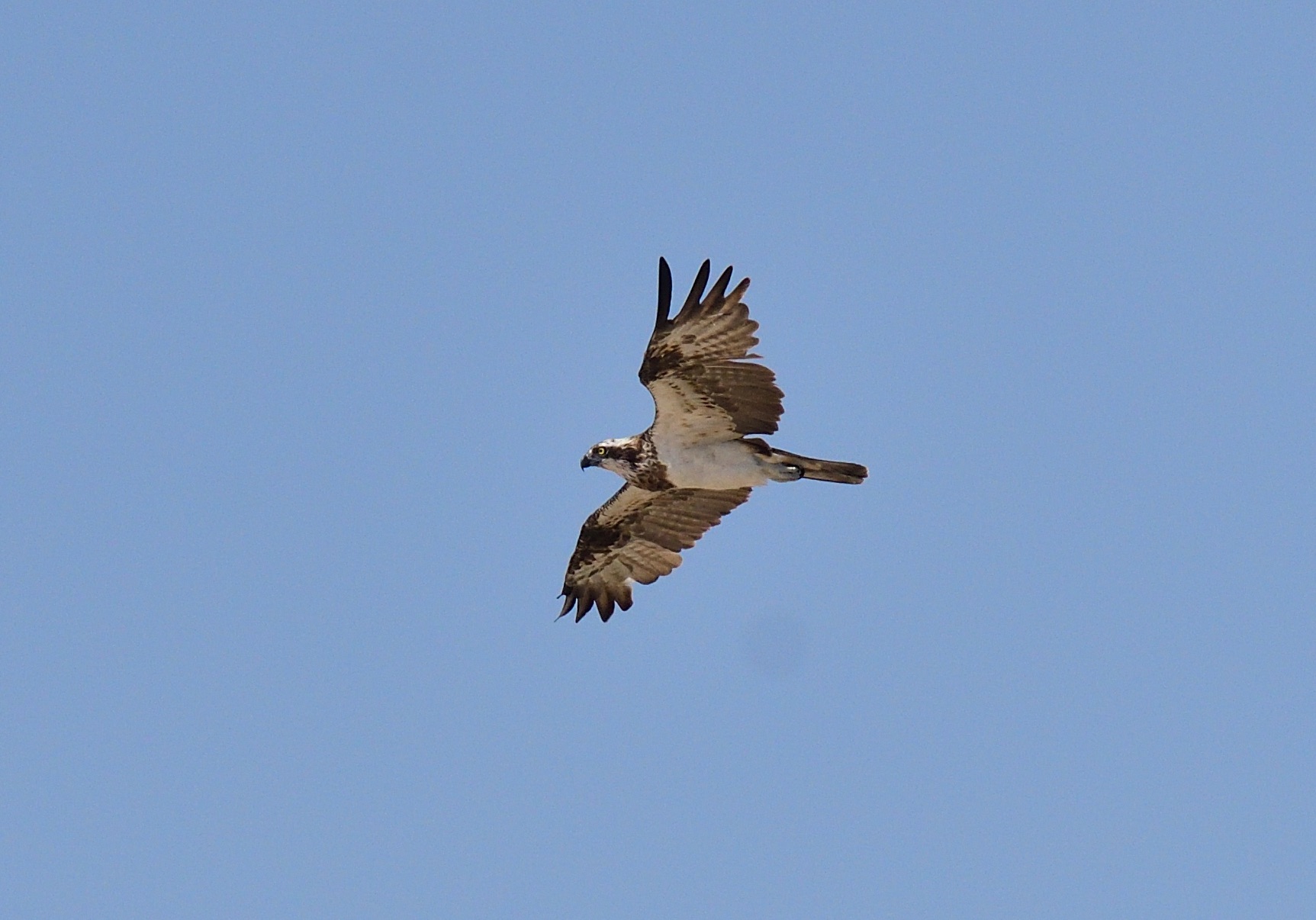 Osprey