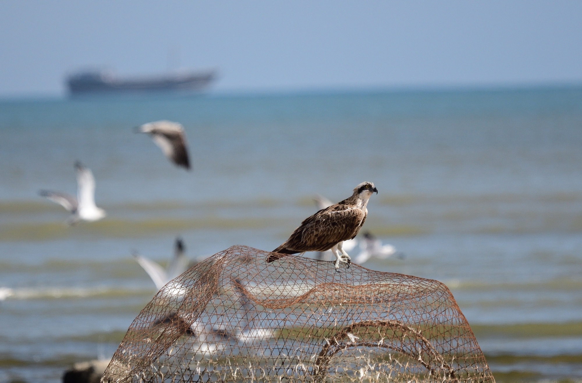 Osprey