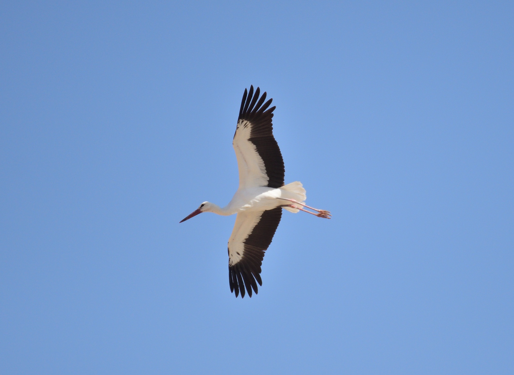white stork