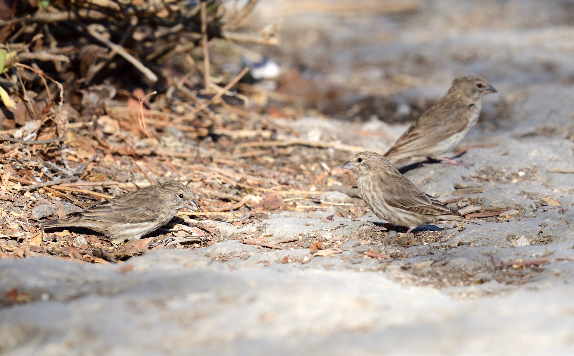 Yemen Serin