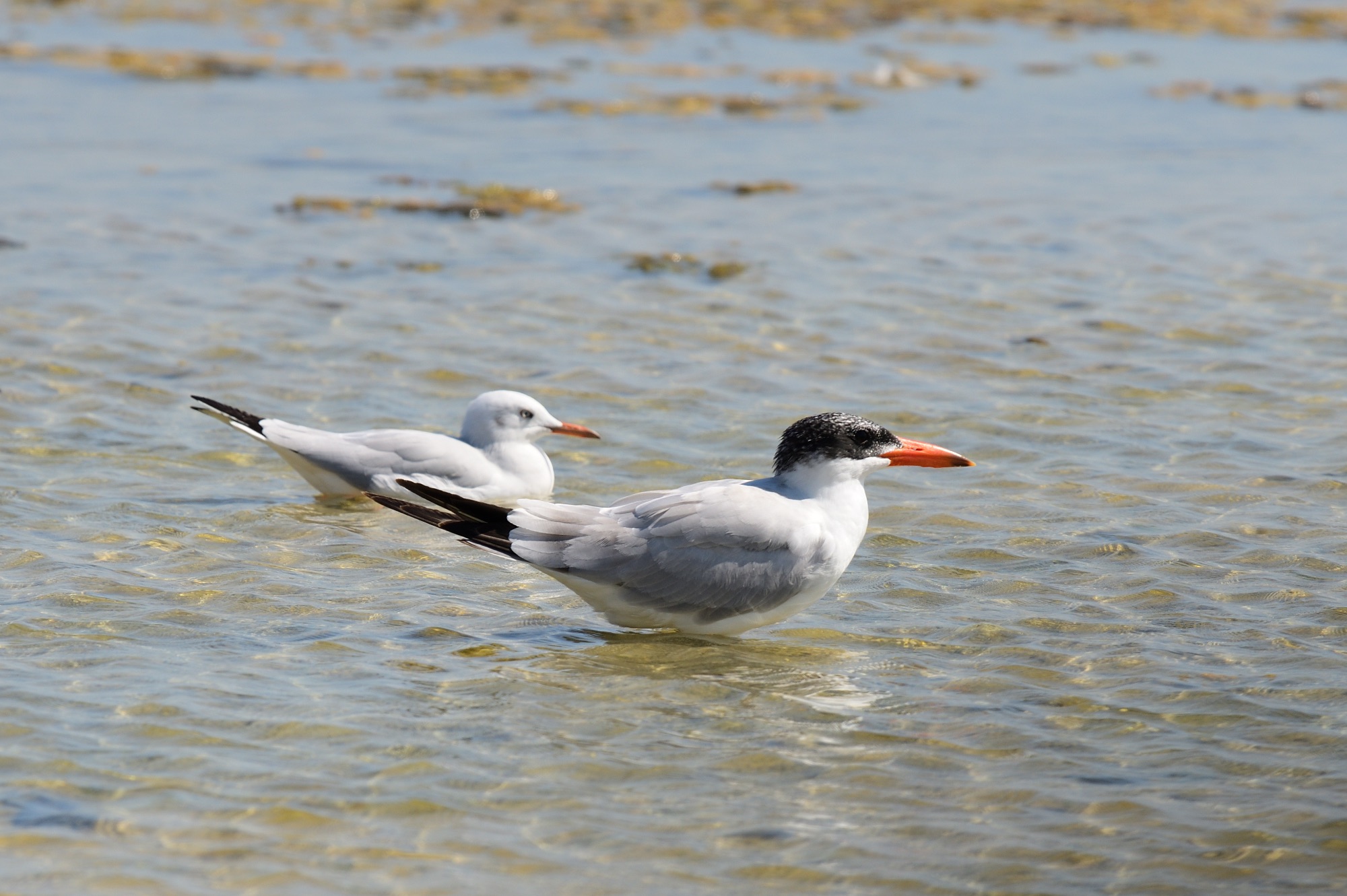 caspian tern