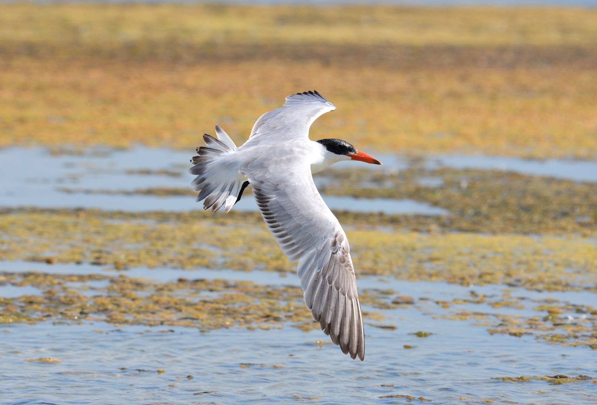 caspian tern