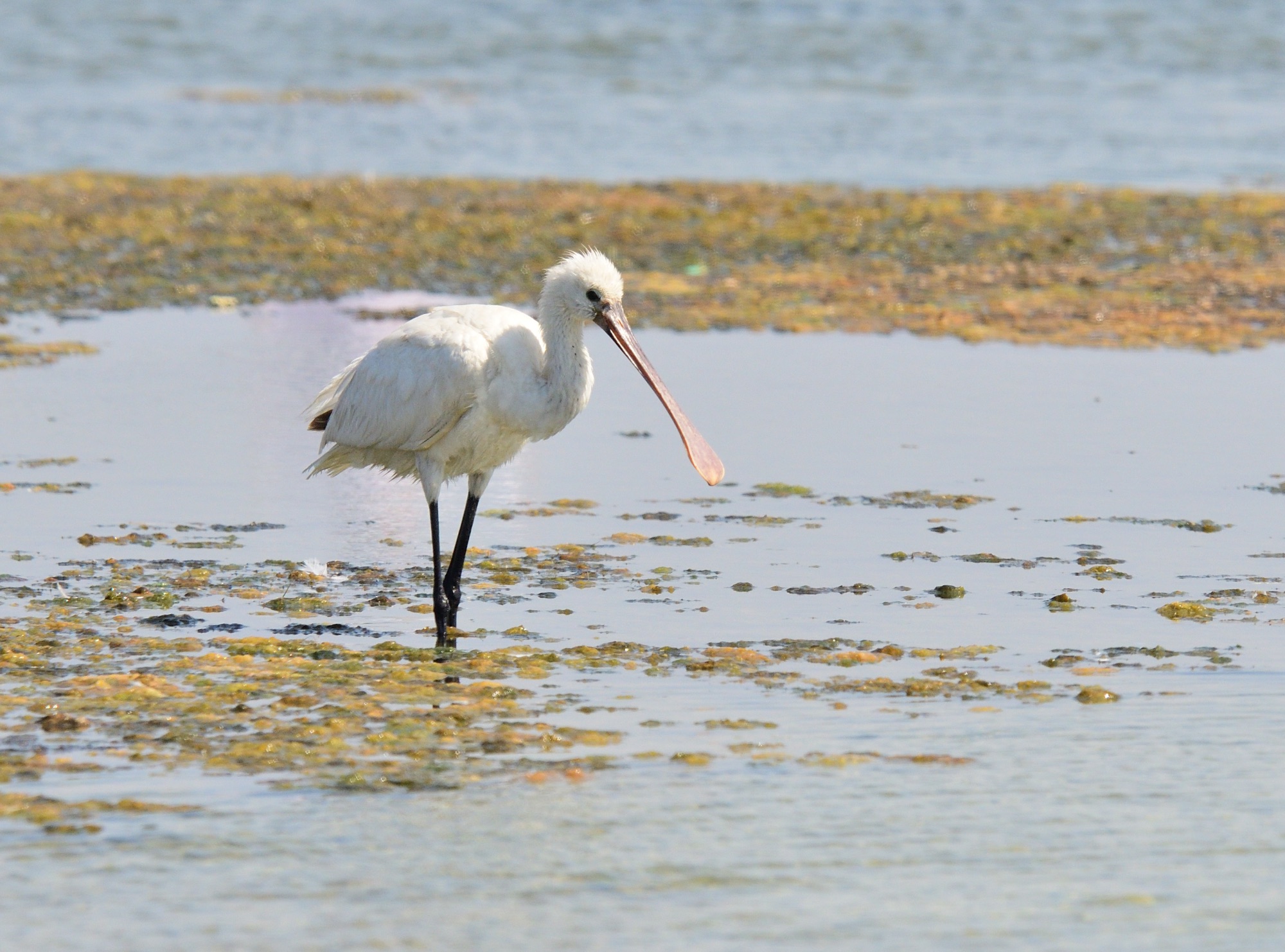 Glossy Ibis