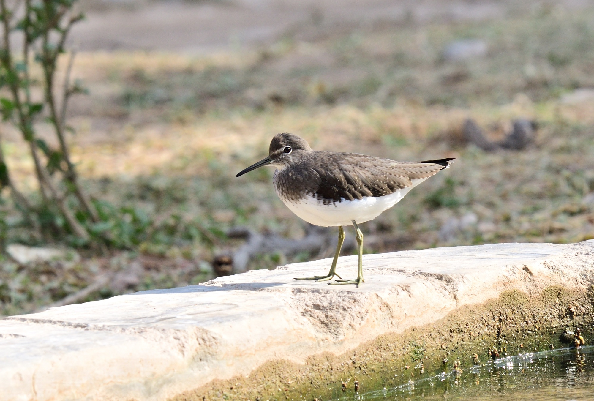 green sandpiper