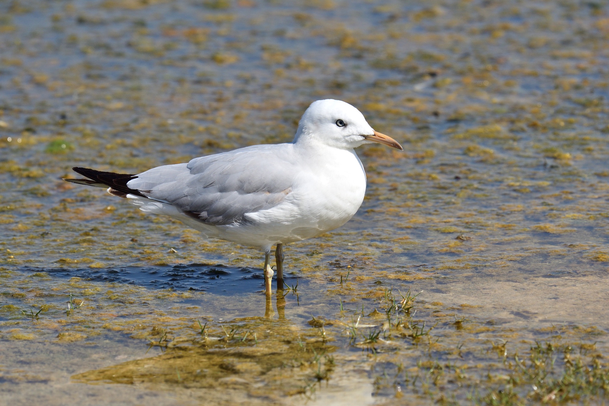 slender-billed gull