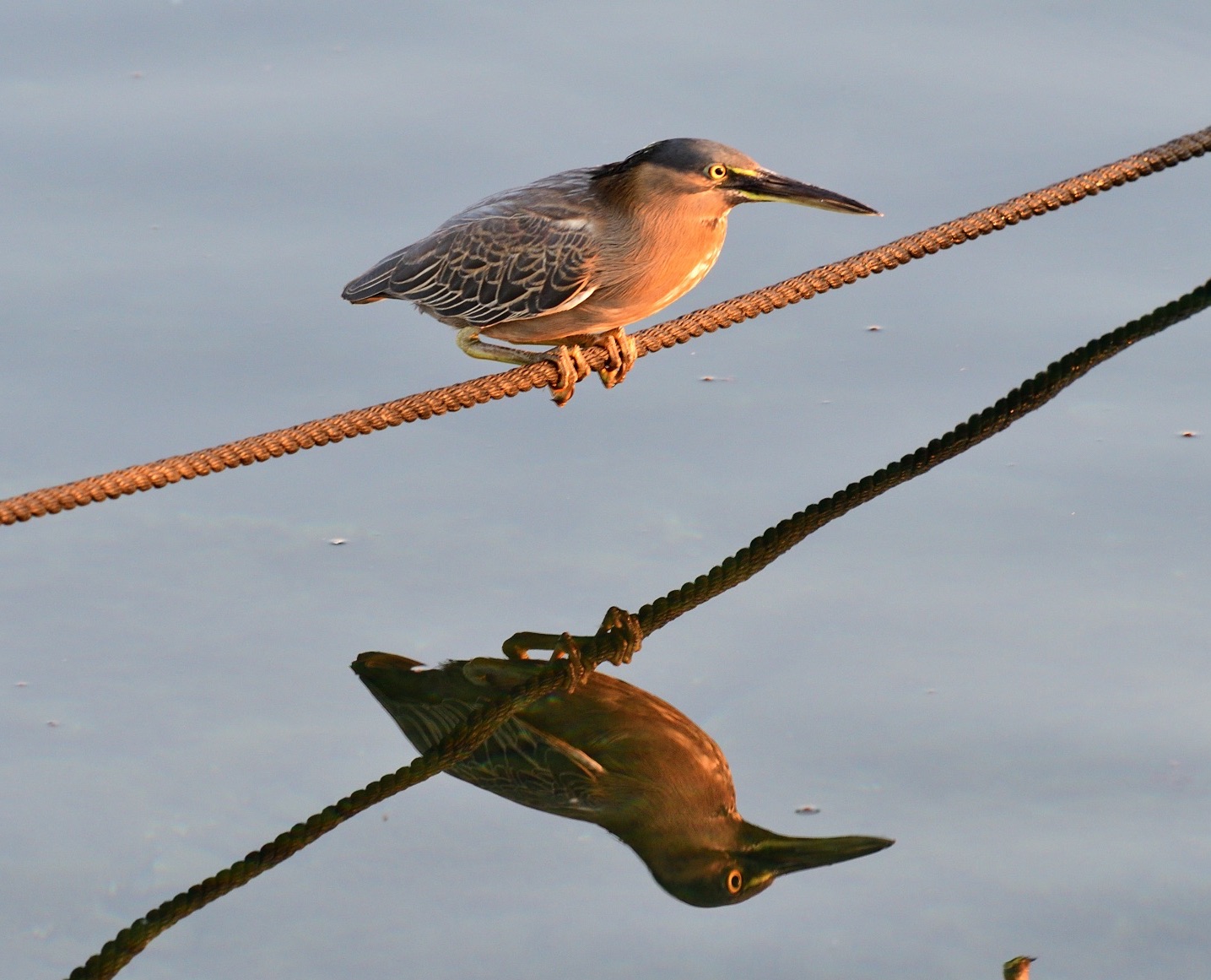 striated heron