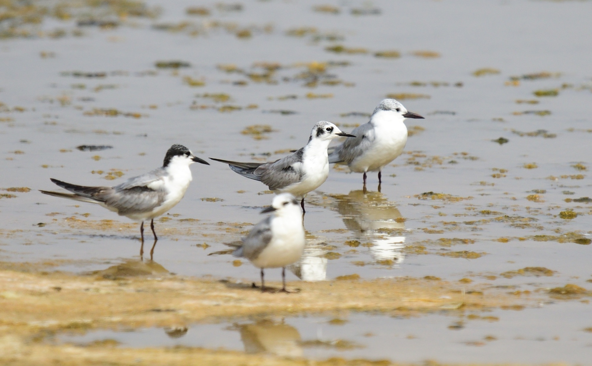 white-winged tern