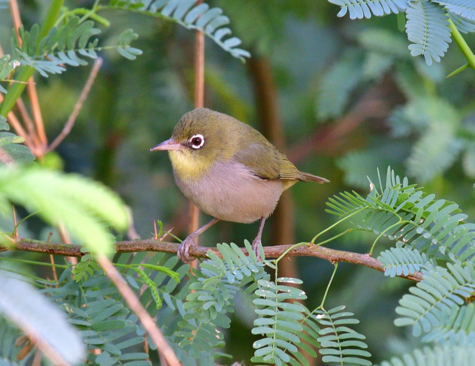 Abyssinian White-eye