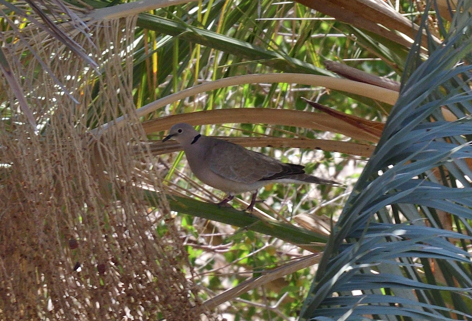 african collared dove