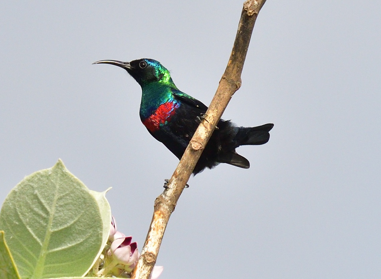 arabian sunbird
