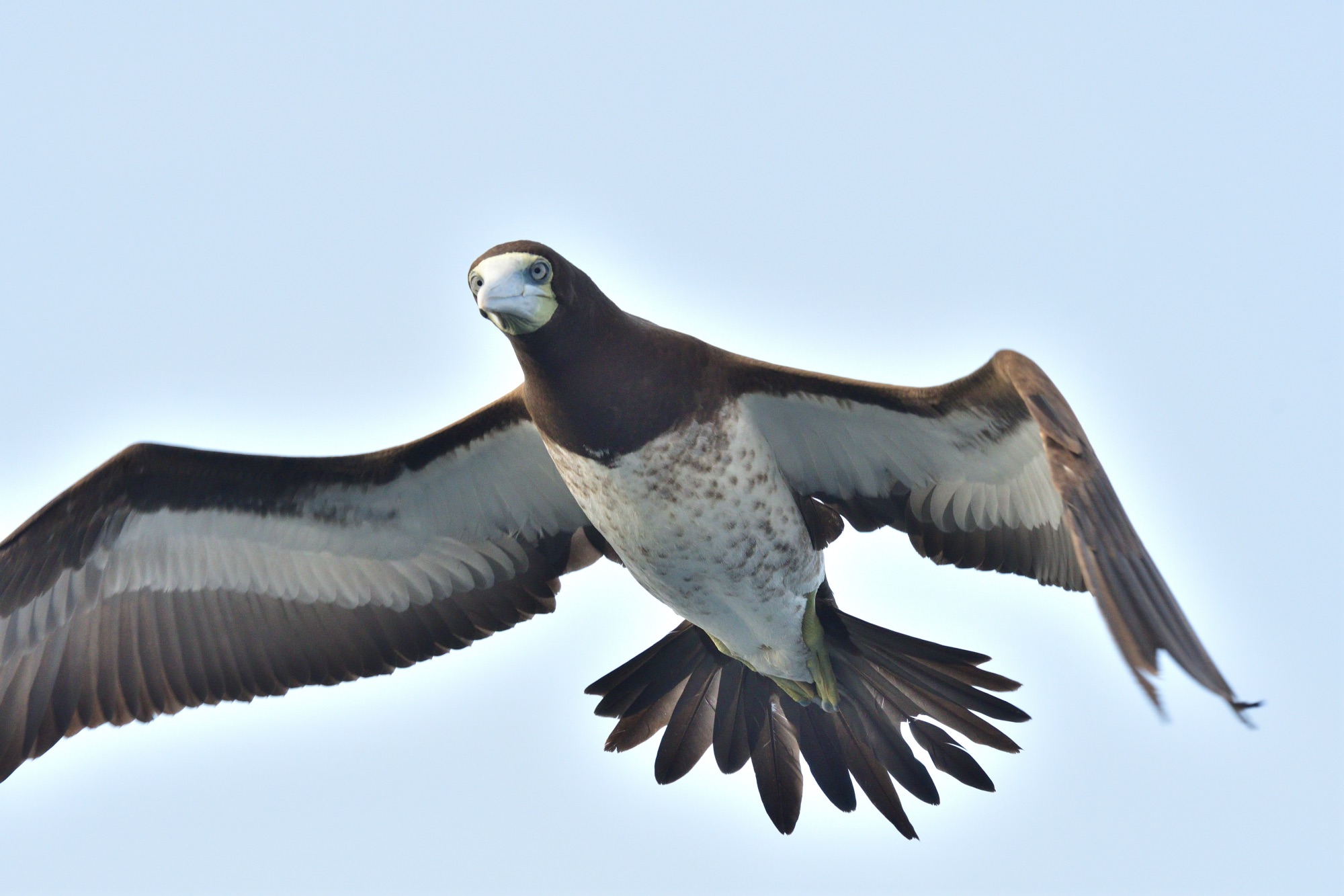 brown booby