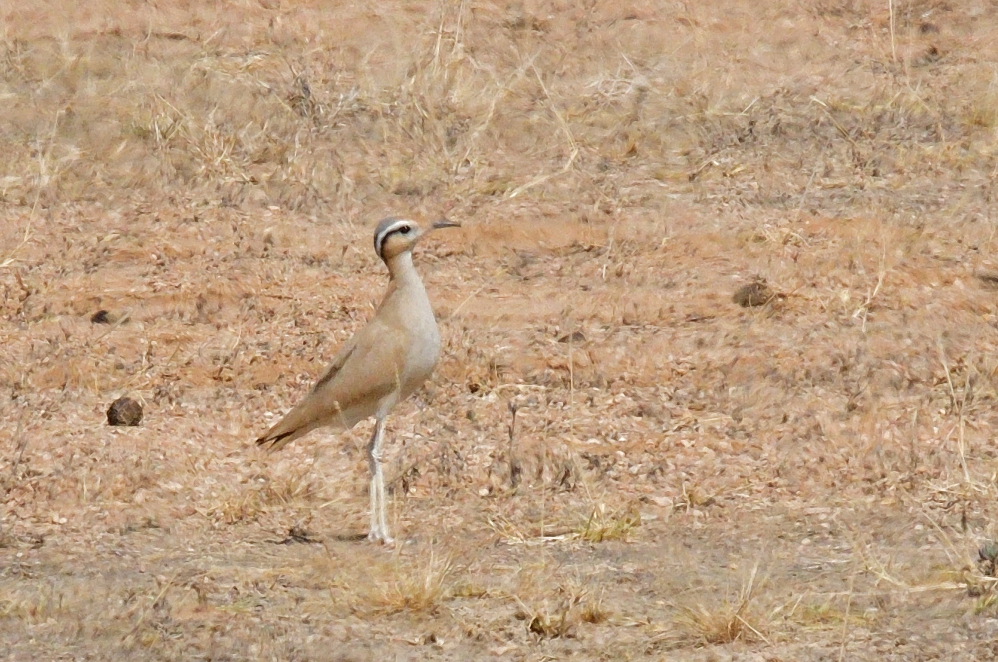 cream-coloured courser