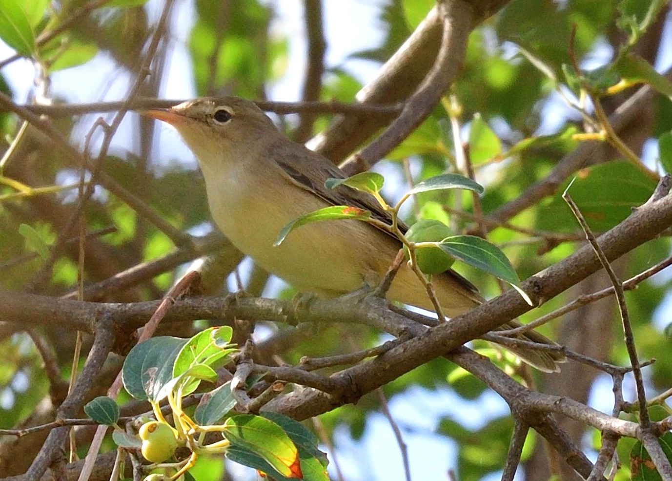 Eastern Olivaceous Warbler