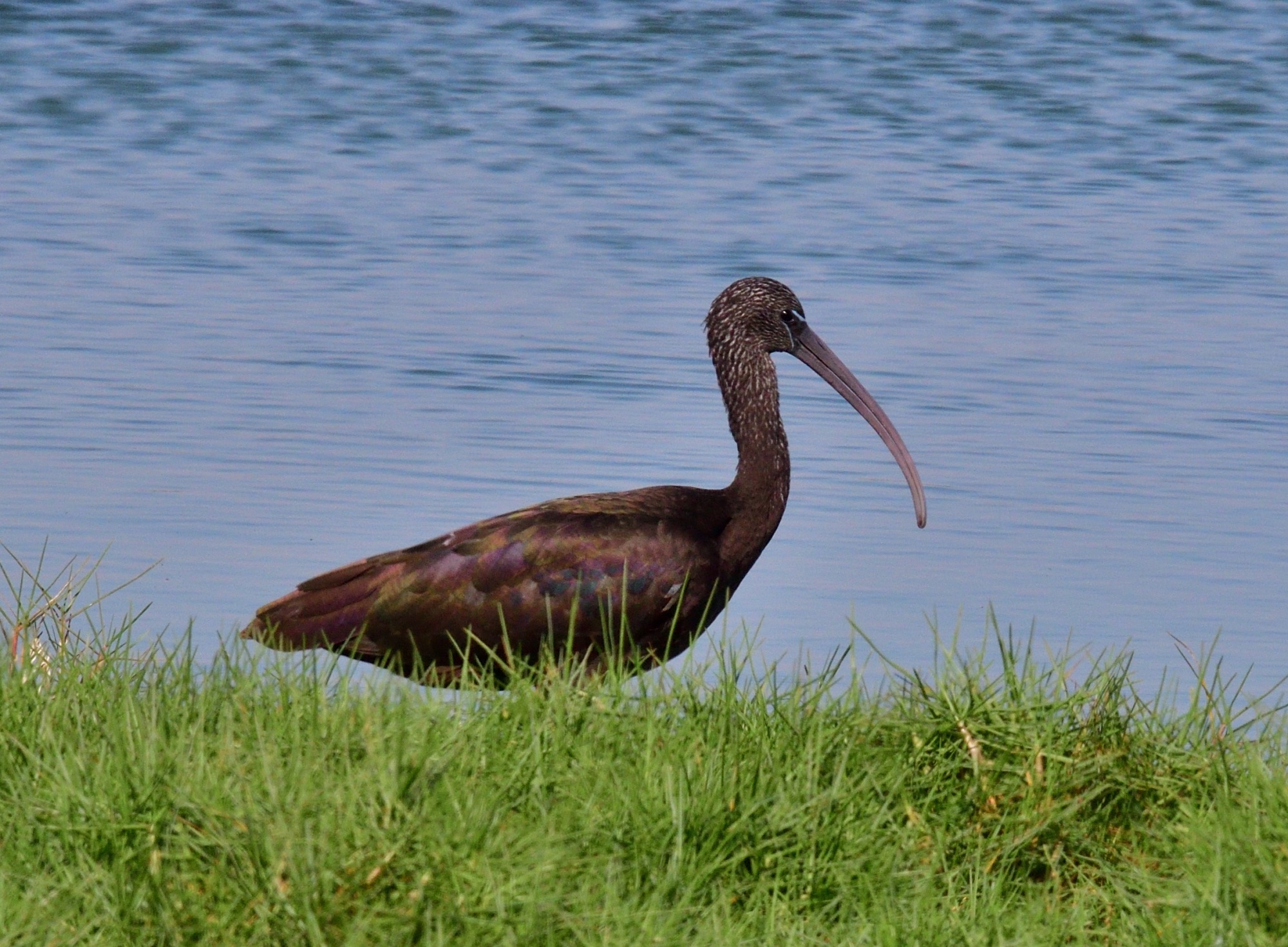 Glossy Ibis