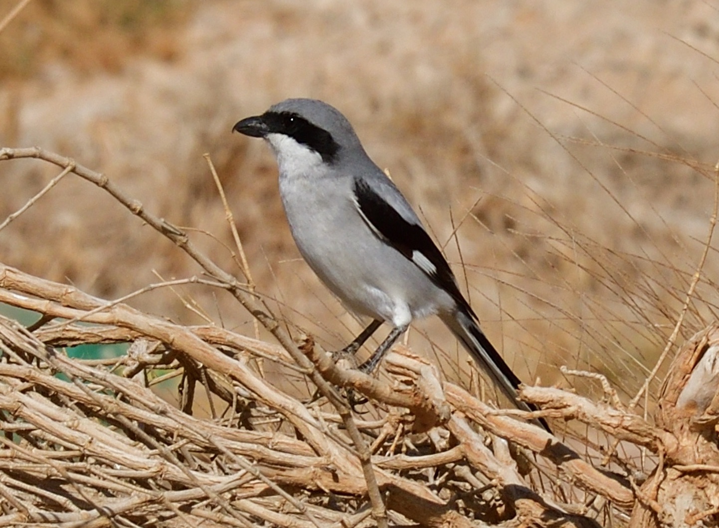 great grey shrike