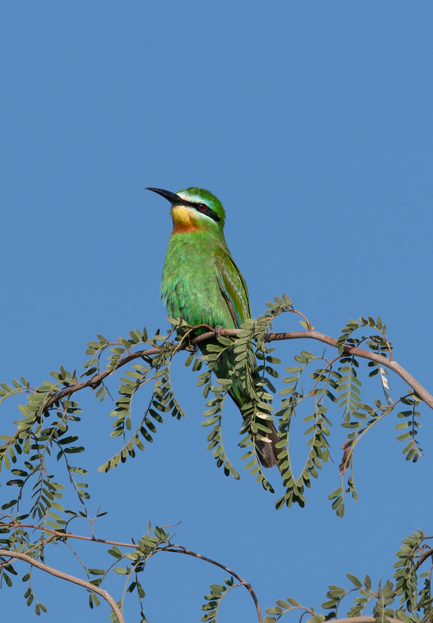 Blue-cheeked Bee-eater