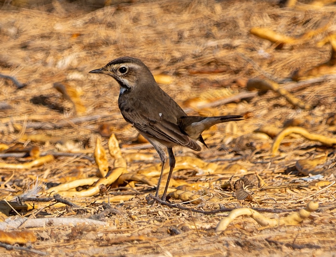 bluethroat