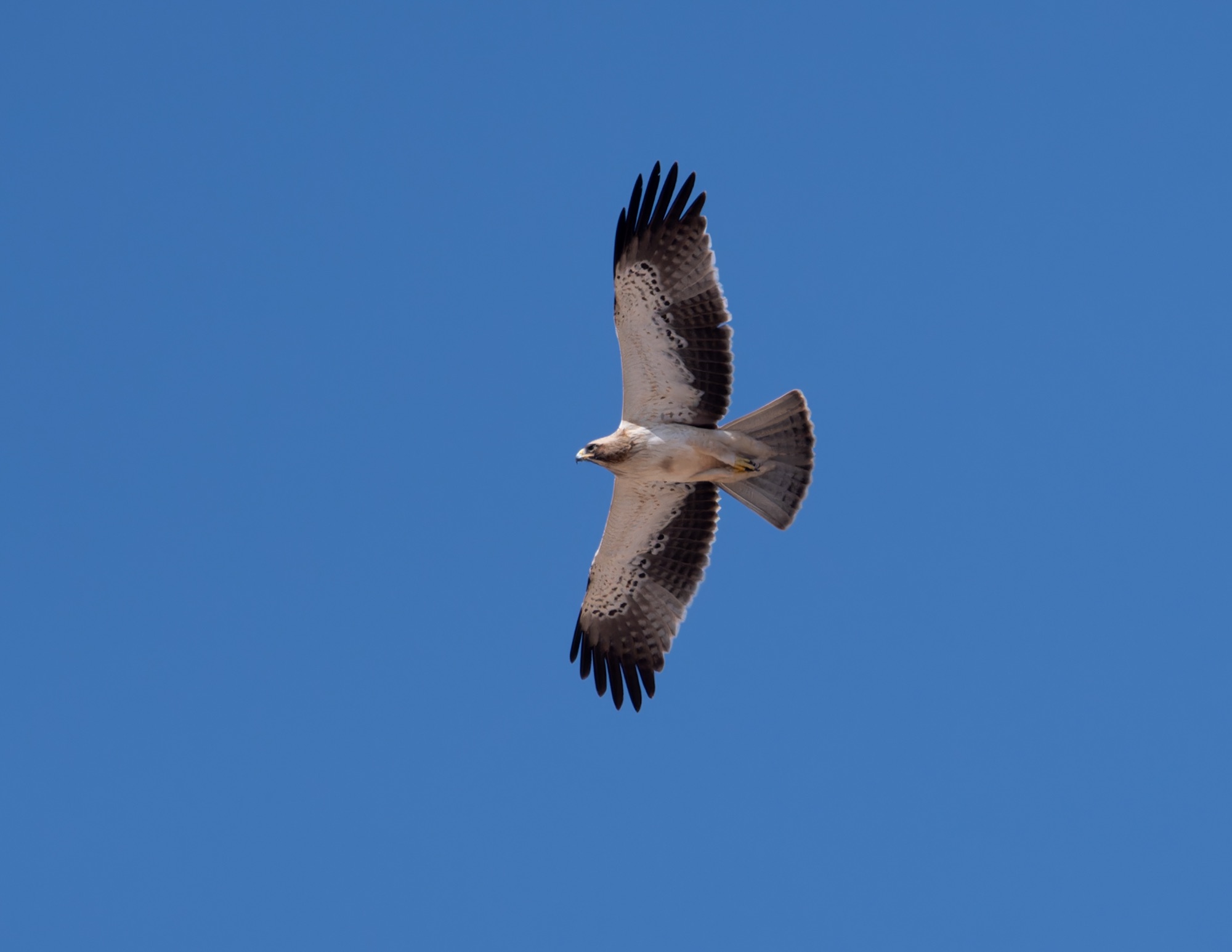 booted eagle