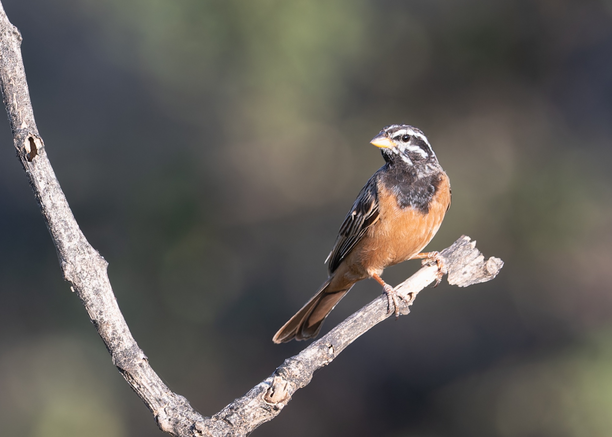 Cinnamon-breasted Bunting