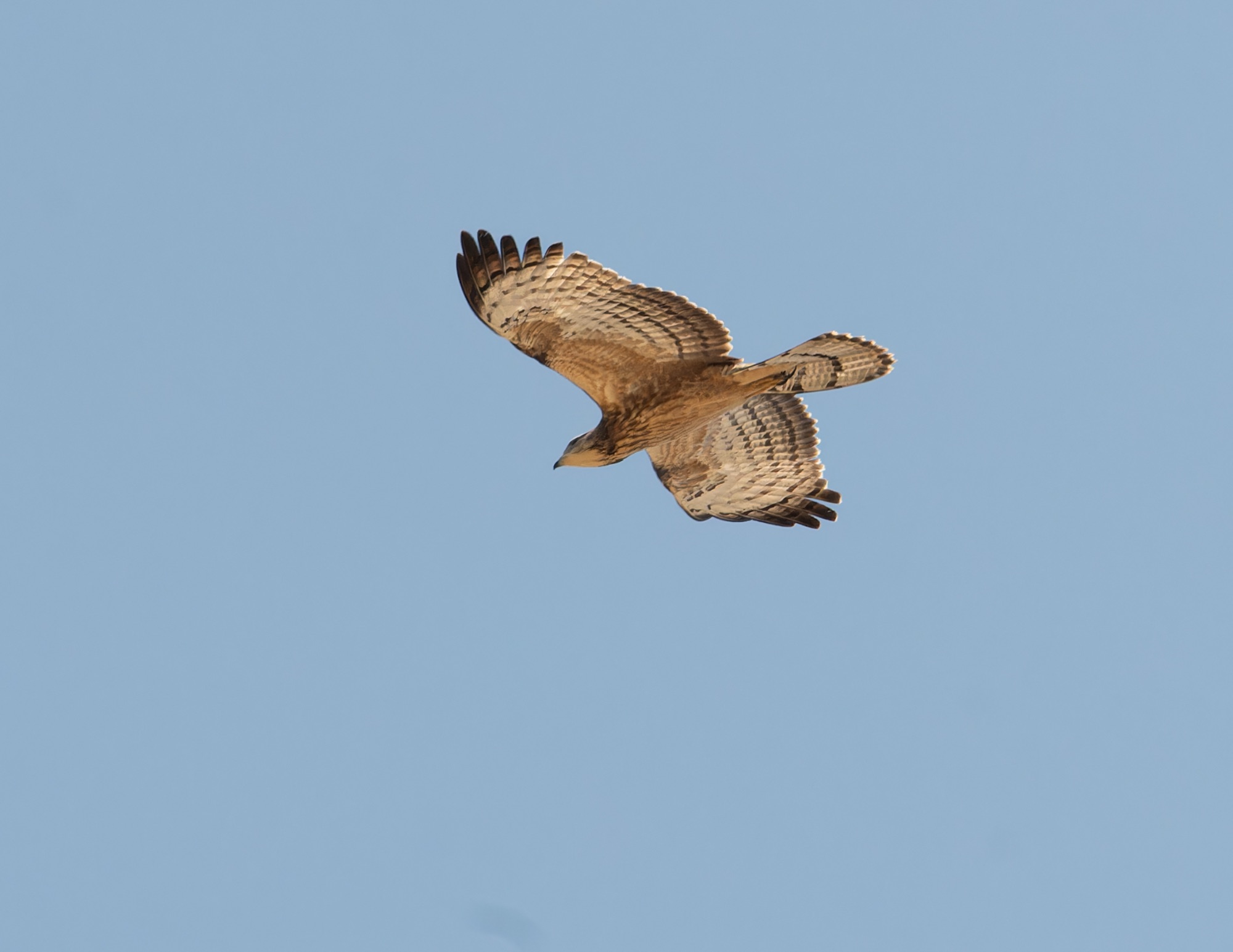 crested honey buzzard
