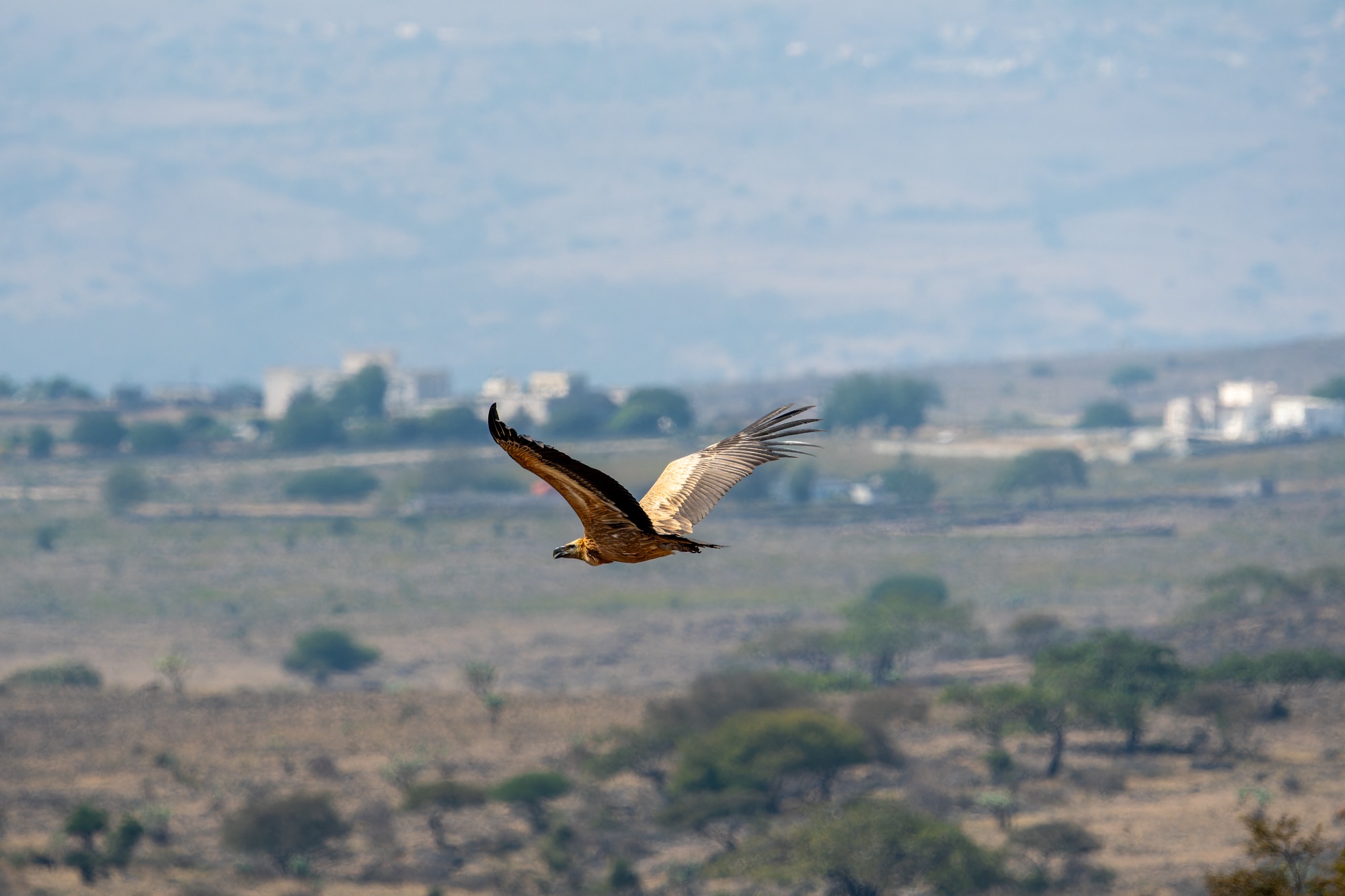 eurasian griffon